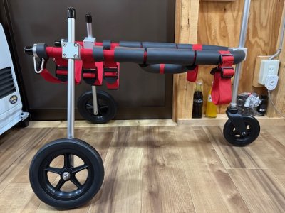 群馬県の中型犬　エリンギちゃんの車椅子