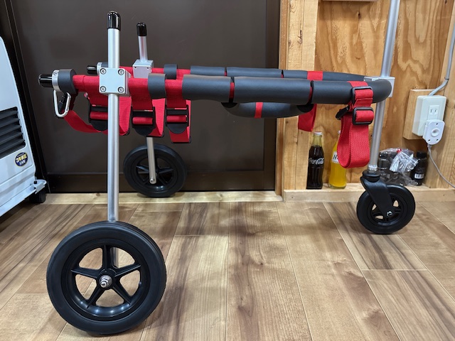 群馬県の中型犬　エリンギちゃんの車椅子