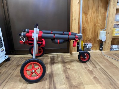 東京都の中型犬　ろくちゃんの車椅子