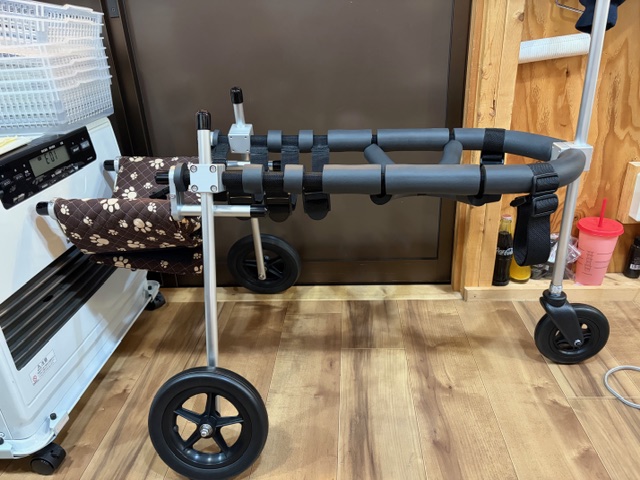 茨城県のアメリカンフォックスハウンド　デイジーちゃん