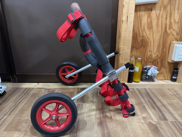 富山県のシベリアンハスキー　ジュエルちゃんの車椅子