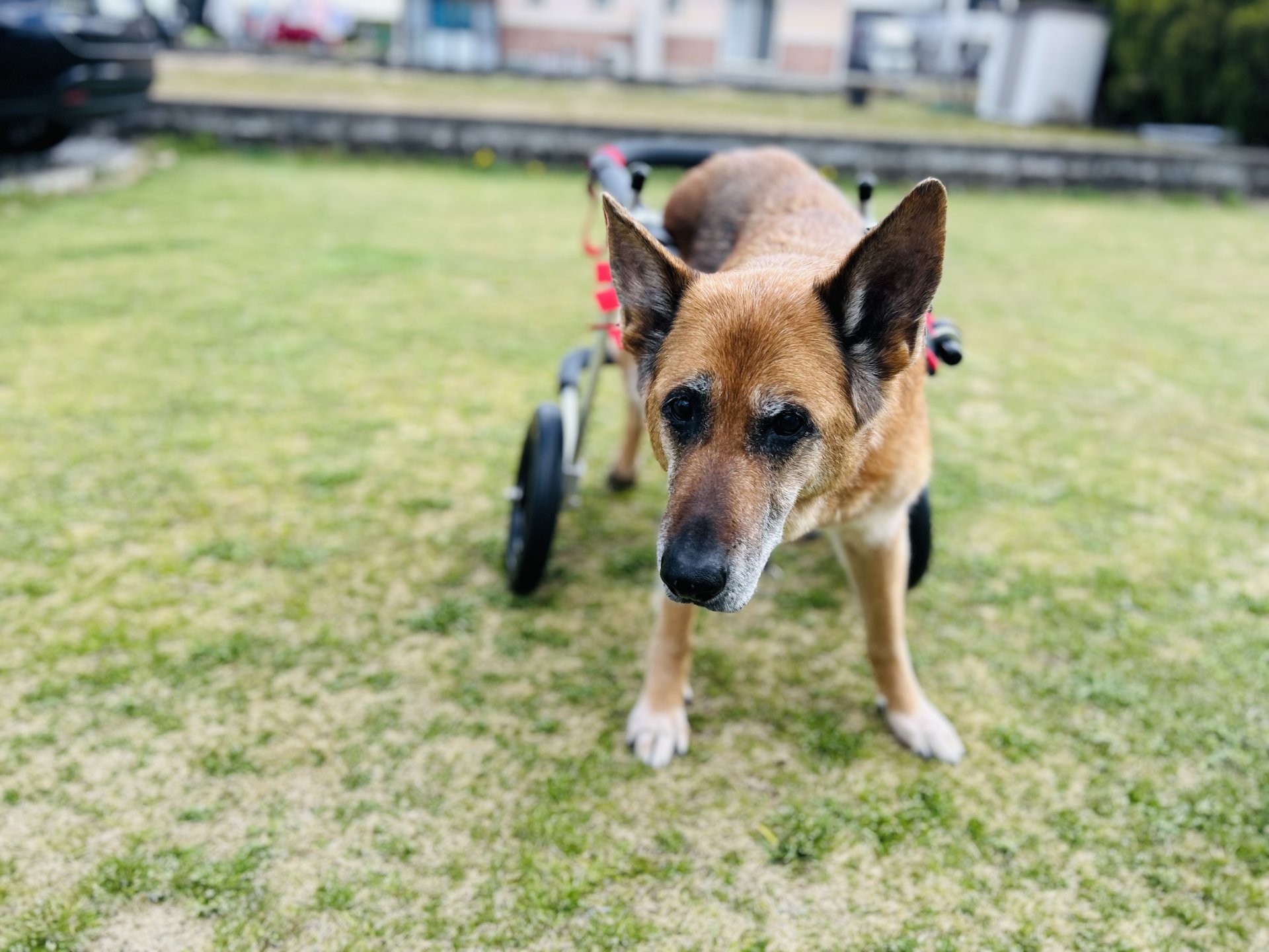 兵庫県のシェパード　セレナちゃんがいらっしゃいました。
