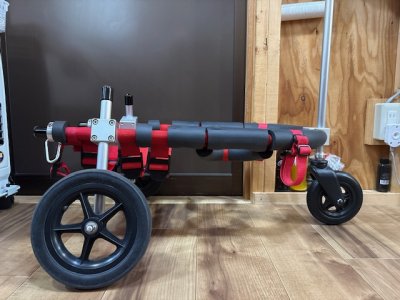 埼玉県のコーギー　ゆめちゃんの車椅子