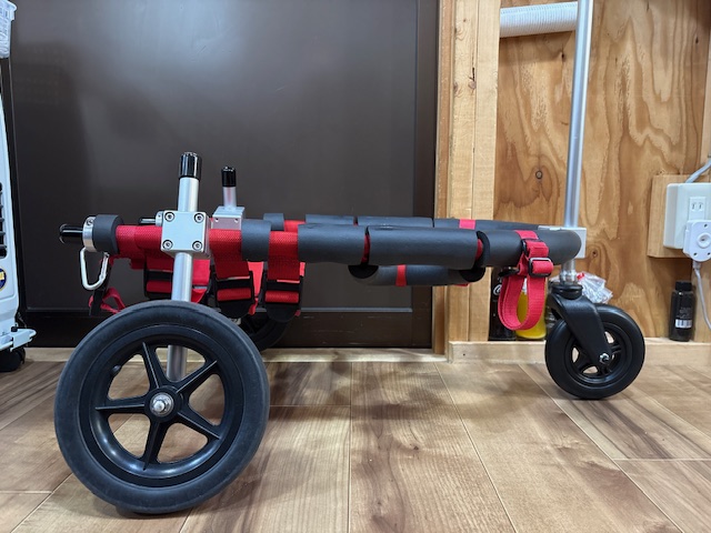 埼玉県のコーギー　ゆめちゃんの車椅子