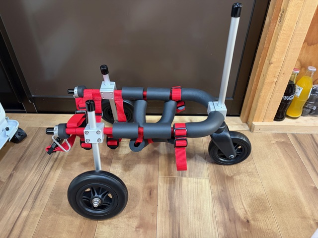 東京都のペキニーズとチワワのミックス　エマちゃんの車椅子