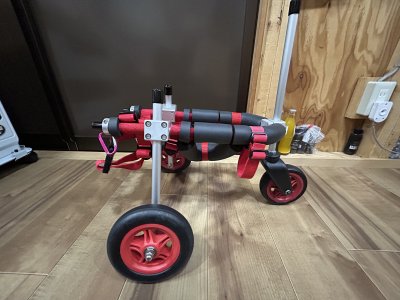 神奈川県のトイプードル　ここあちゃんの車椅子