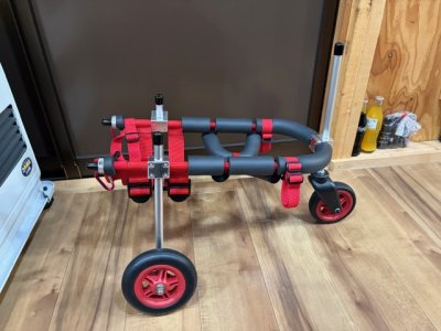 神奈川県のパピヨンとチワワのMIX　ちくわちゃんの車椅子