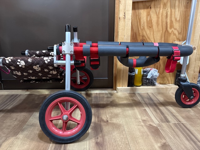 愛知県の柴犬　コロタちゃんの車椅子