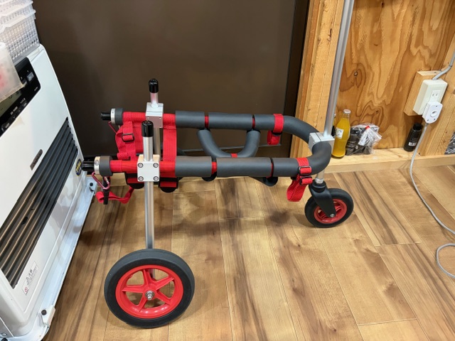 千葉県の柴犬　ももちゃんの車椅子