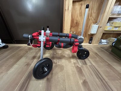 愛知県のポメラニアン✖︎チワワのミックス　ナツちゃんの車椅子