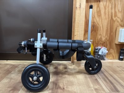 愛知県のトイプードル　なっつちゃんの車椅子