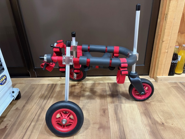 埼玉県のトイプードル　もこちゃんの車椅子