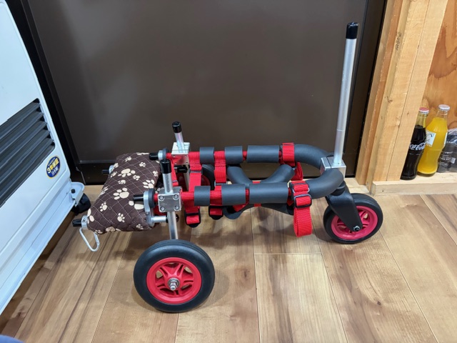 千葉県のチワワ　ひゅーぃちゃんの車椅子