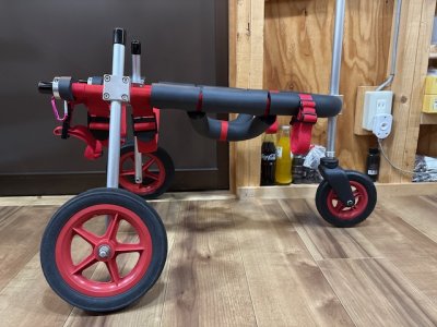 滋賀県の柴犬　さくらちゃんの車椅子