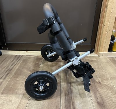 滋賀県のトイプードル　ラテちゃんの車椅子