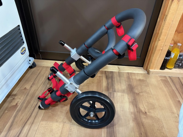 広島県のコーギー　宇宙ちゃんの車椅子