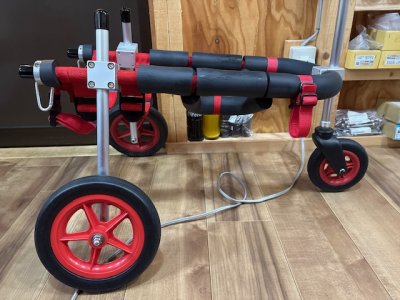 愛知県の柴犬　そらちゃんの車椅子