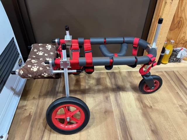 静岡県の柴犬　ハナちゃんの車椅子