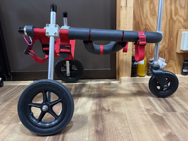 愛知県の柴犬　はちちゃんの車椅子