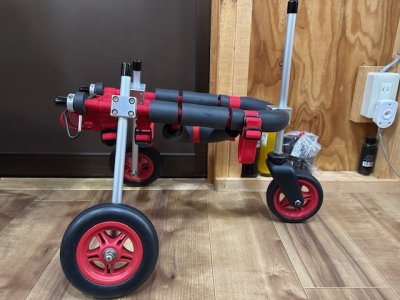 愛知県のパピヨン　さくらちゃんの車椅子