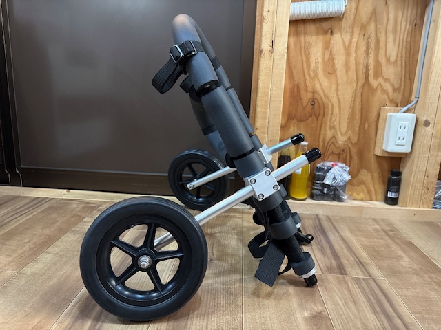 長崎県の柴犬　ごんちゃんの車椅子