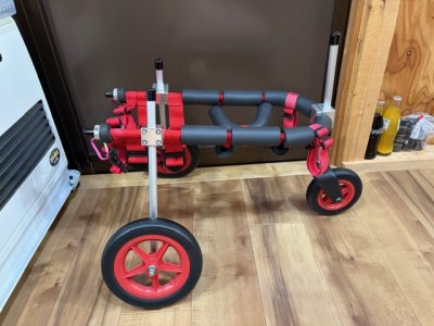 熊本県の柴犬　リュウトちゃんの車椅子