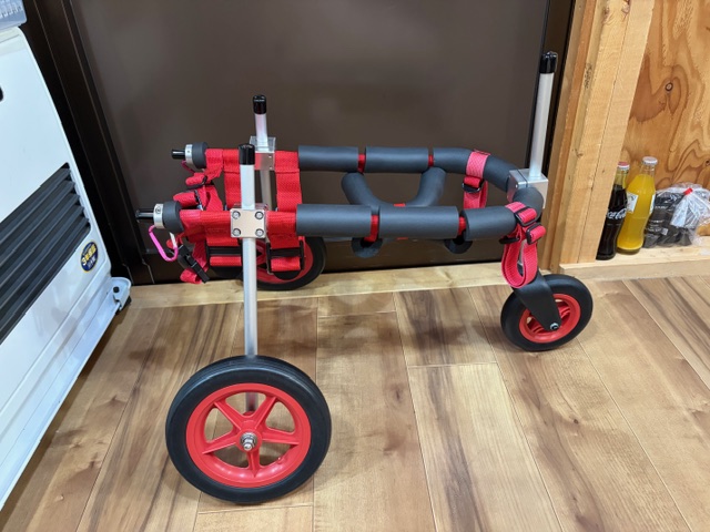 熊本県の柴犬　リュウトちゃんの車椅子