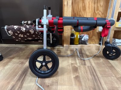 佐賀県の柴犬　コロクちゃんの車椅子