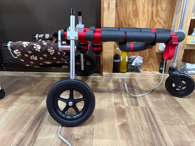 佐賀県の柴犬　コロクちゃんの車椅子