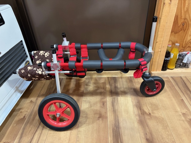 大阪府の柴犬　クッキーちゃんの車椅子