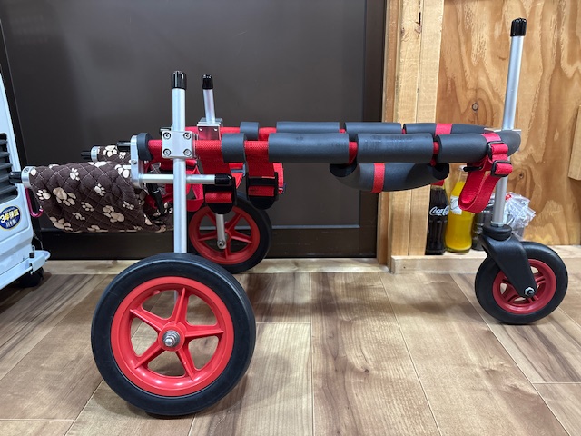 埼玉県の柴犬　ももちゃんの車椅子