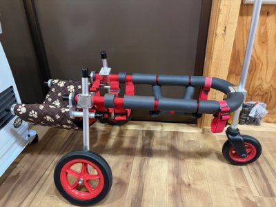 東京都の中型犬　まろんちゃんの車椅子