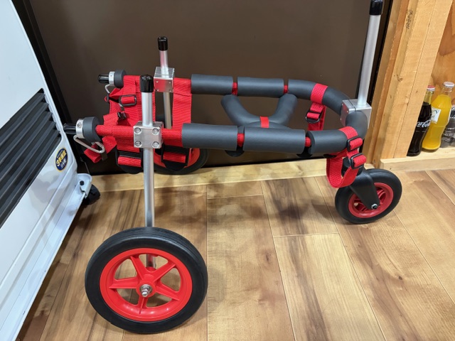 兵庫県の柴犬　まるちゃんの車椅子