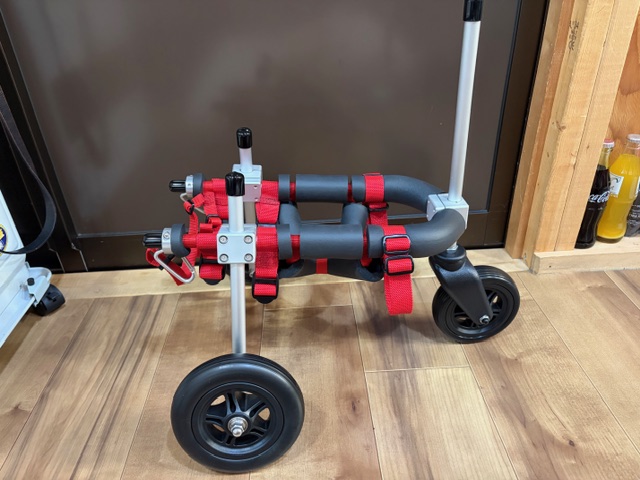 東京都のトイプードル　ティアラちゃんの車椅子