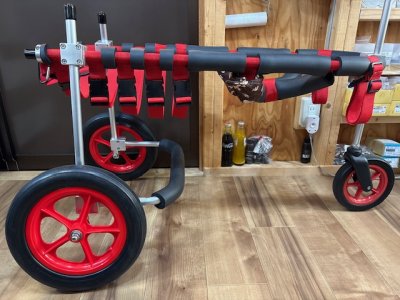 京都府のラブラドールレトリーバー　ダイズちゃんの車椅子