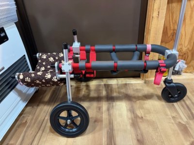 茨城県の柴犬　ころすけちゃんの車椅子