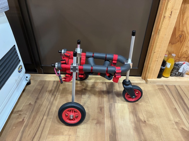 東京都のトイプードル　ペロちゃんの車椅子