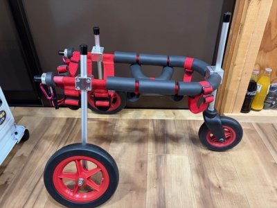 香川県の柴犬　まるちゃんの車椅子