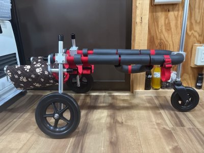 茨城県の柴犬　リンちゃんの車椅子