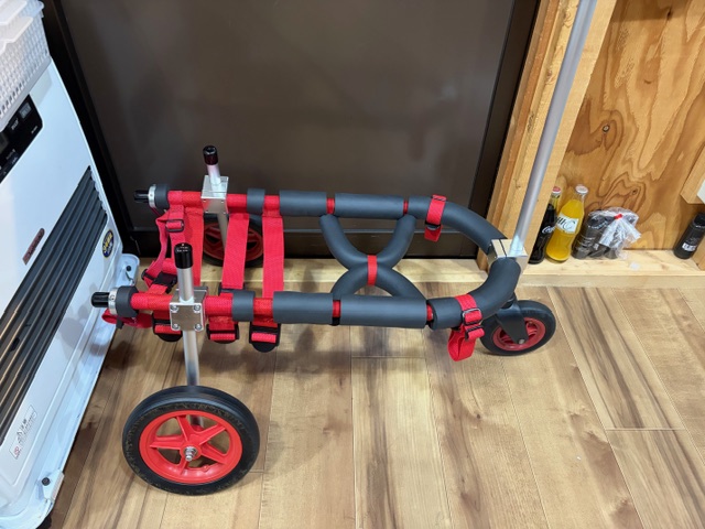 愛知県のコーギー　ラルフちゃんの車椅子