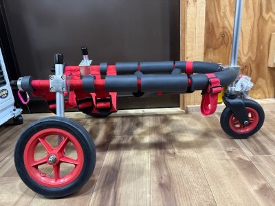 福井県のコーギー　ジョンくんの車椅子