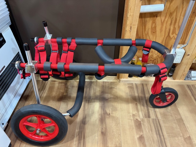 北海道のサモエド　吹雪ちゃんの車椅子