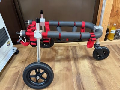 福岡県の柴犬　モコちゃんの車椅子