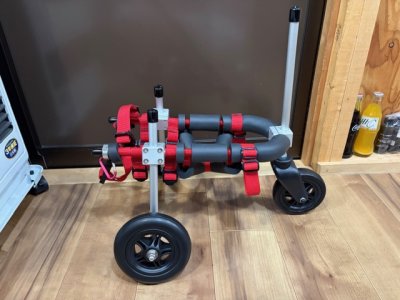 兵庫県のトイプードル　ふぃふぃちゃんの車椅子