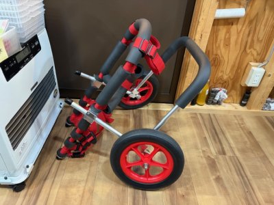 大阪府のオーストラリアンシェパード　Merylちゃんの車椅子