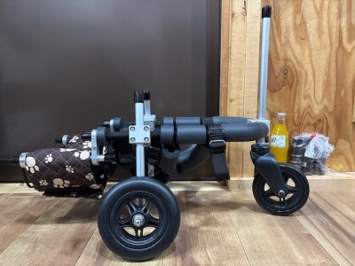 兵庫県のチワワ　コロ助ちゃんの車椅子