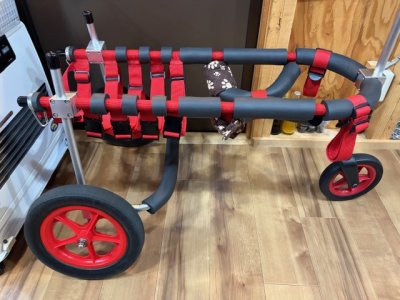 茨城県のボーダーコリー　レジーちゃんの車椅子