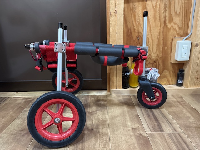 千葉県の柴犬　最中ちゃんの車椅子