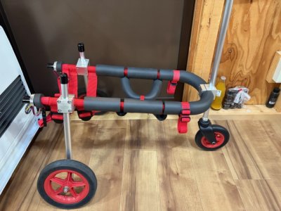 埼玉県の柴犬　さくらちゃんの車椅子