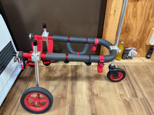 埼玉県の柴犬　さくらちゃんの車椅子